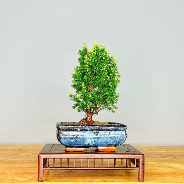 Bonsai cipresso di Hinoki (Chamaecyparis obtusa) - Altezza (albero): 16 cm - Profondità (albero): 12 cm - Portogallo