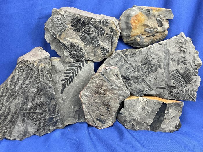 7 belle piante fossili carbonifere (collezione) - Pianta fossilizzata - Pecopteris, Neuropteris, Alethopteris, Annularia, Sphenopteris, Linopteris - 12 cm - 10 cm  (Senza Prezzo di Riserva)