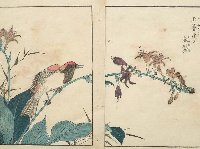 Tweeluik uit "Kachō shashin zui" 花鳥寫真圖彙 (Pictures of Flowers & Birds Drawn from Life), vol. 5 - Kitao Shigemasa 北尾重政 (1739–1820) - Japan -  Sent av Edo-perioden