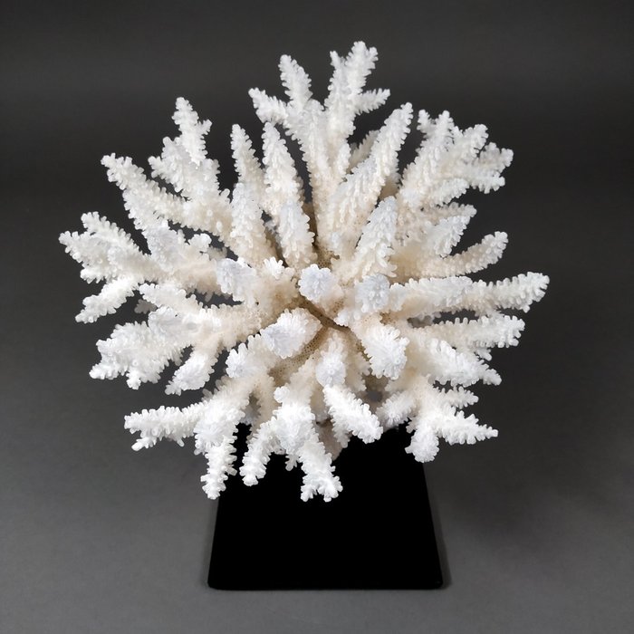 Hvidt bord Regular Coral på metalstativ - Skelet - Acropora latistella (with CITES Import Ref) - 17.5 cm - 10.5 cm - 18 cm- CITES tillæg II - Bilag B i EU