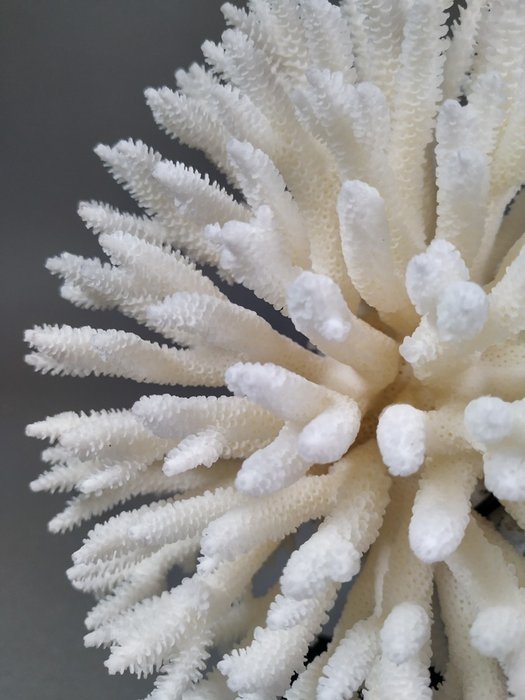 Excelente mesa especial de acroporídeos Coral - Acropora hyacinthus  (Sem preço de reserva)