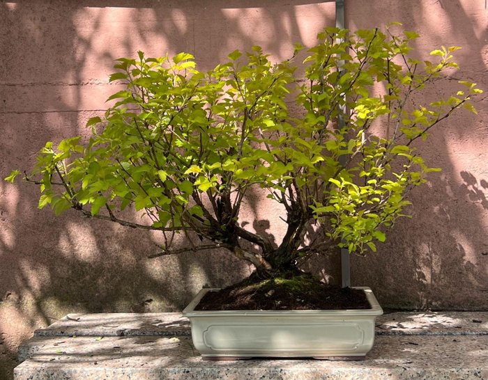 physocarpus bonsai - Altura (árvore): 59 cm - Profundidade (árvore): 86 cm - Japão