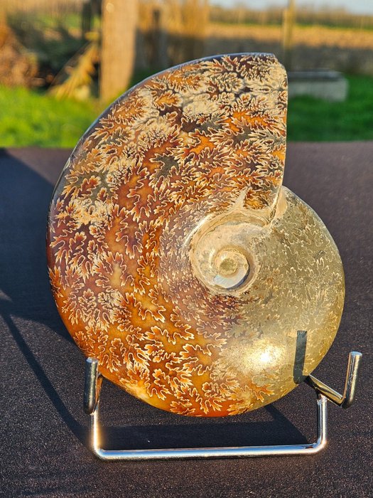 Ammonit - Fossiler Panzer - Aioloceras (Cleoniceras) sp. - 15 cm - 13 cm