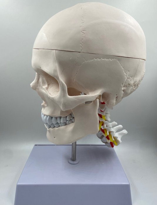 教育/示範模型- 人類頭骨和頸椎模型 - 1990-2000
