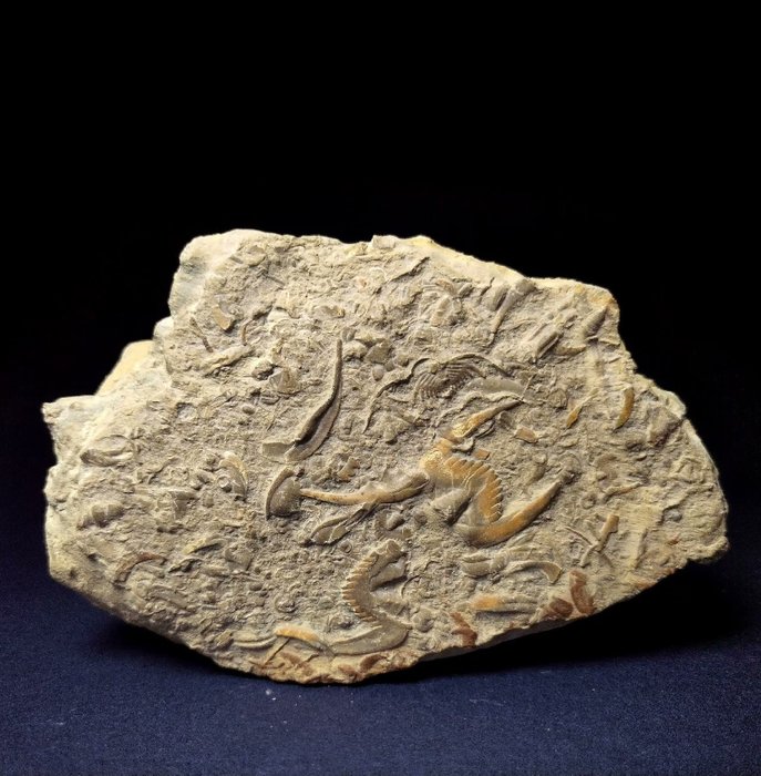 Trilobiten - Exemplare verschiedener Leichen (sehr selten) - Tierfossil - Neodrepanura premesnili and Blackwelderia octaspina - 11.5 cm  (Ohne Mindestpreis)