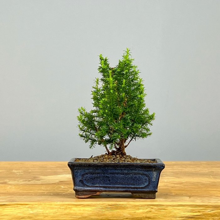 Bonsái de ciprés hinoki (Chamaecyparis obtusa) - Altura (árbol): 15 cm - Profundidad (árbol): 12 cm - Portugal