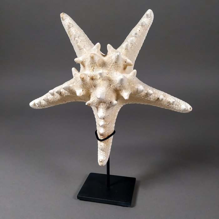 Starfish Taxidermy full body mount - Protoreaster sp. - 21 cm - 20.5 cm - 6 cm