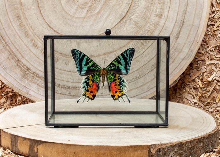 Butterfly Taxidermy full body mount - Urania ripheus - 12 cm - 15 cm - 7 cm