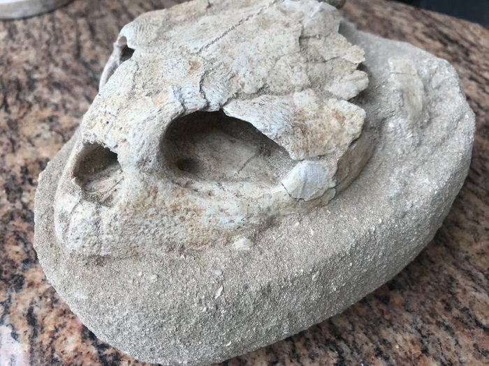 Schildpad - Fossiel skelet - Lytoloma elegance - 19 cm - 16 cm
