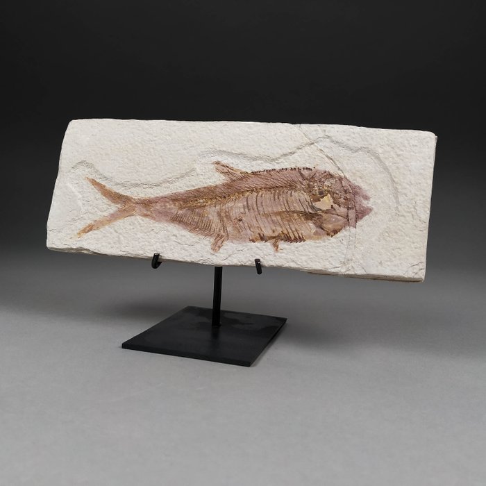 原始矩陣上的類似鯡魚的魚化石 - 安裝在定制金屬支架上 - 動物化石 - Knightia eocaena - 21 cm - 8 cm  (沒有保留價)