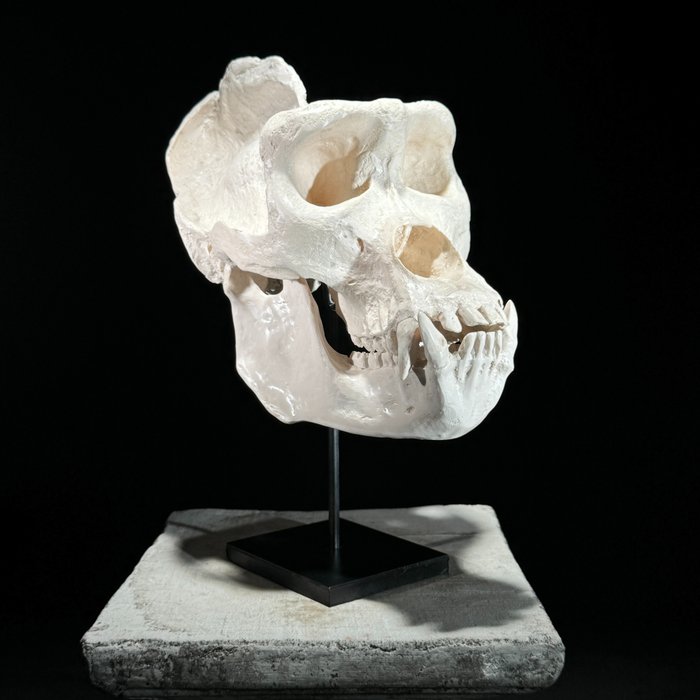 NINCS RENDELÉSÁR – Gorilla koponya másolata az állványon – Múzeumi minőség – Fehér színű – Gyanta Taxidermia replika tartó - Gorilla - 36 cm - 17 cm - 26 cm - Nem CITES-fajok
