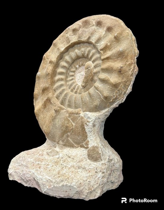 Ammonite - Fosszilizálódott állat - amonites - 36 cm - 27 cm