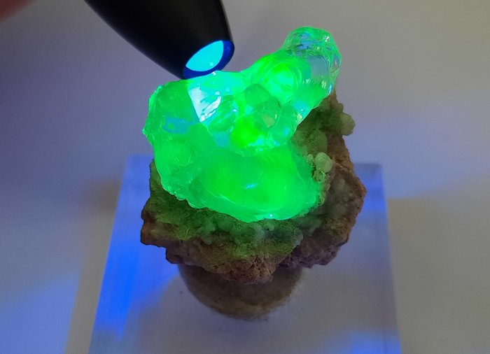 32.85 克拉 - 頂級品質 - 稀有螢光墨西哥透明石 「蛋白石」蘑菇- 6.57 g