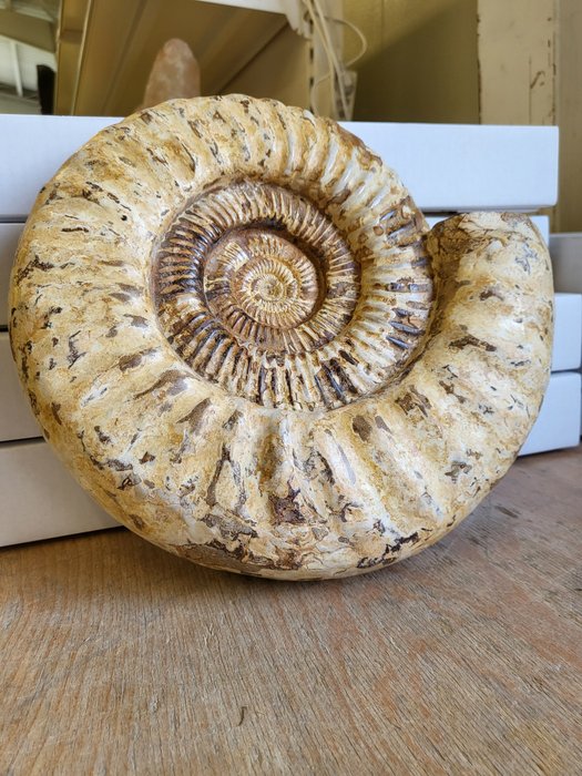 斑彩螺 - 骨骼化石 - 25 cm - 29 cm