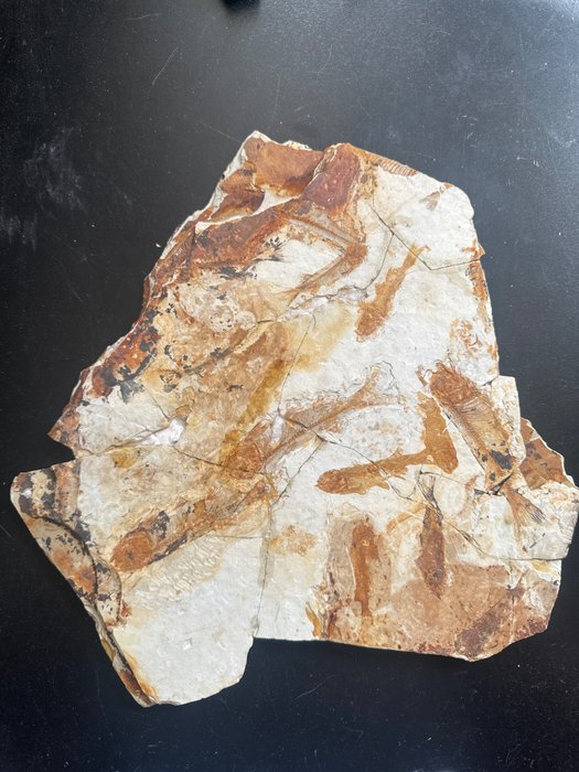 鱼化石--30.2x26.7x0.8cm - 动物化石 - Lycoptera - 30.2 cm - 26.7 cm  (没有保留价)