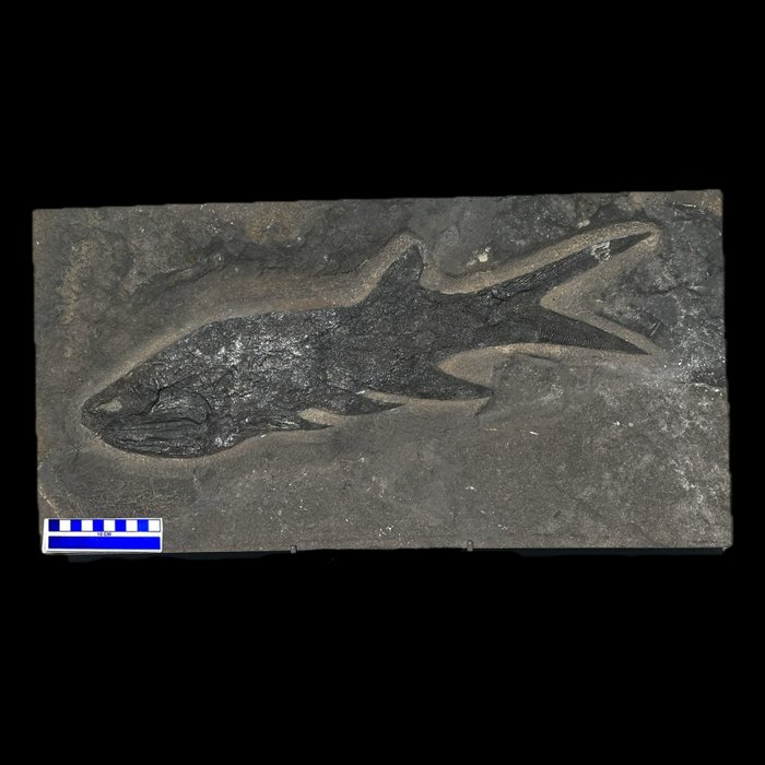 鱼 - 骨骼化石 - Pygopterus sp. - 61 cm - 32 cm