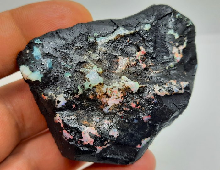 "Uriaș" - 293 ct - Opal negru natural Fosil de lemn - Multicolor- 58.6 g