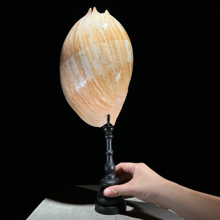 KEIN MINDESTPREIS - Melo-Amphorenschale auf einem maßgefertigten Ständer - Seemuschel - Melo Amphora  (Ohne Mindestpreis)
