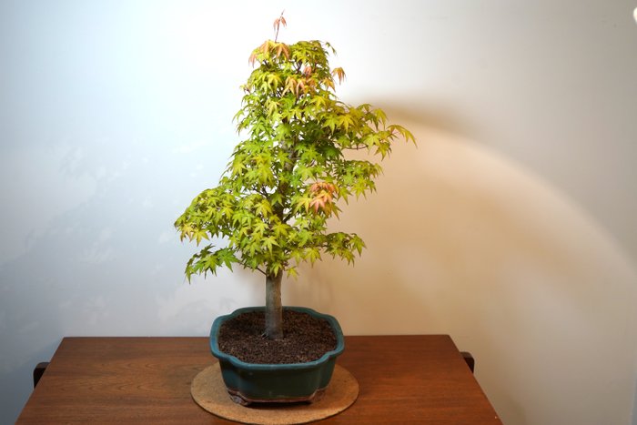 Japanese maple bonsai (Acer palmatum) - Altura (árvore): 65 cm - Profundidade (árvore): 45 cm - Japão