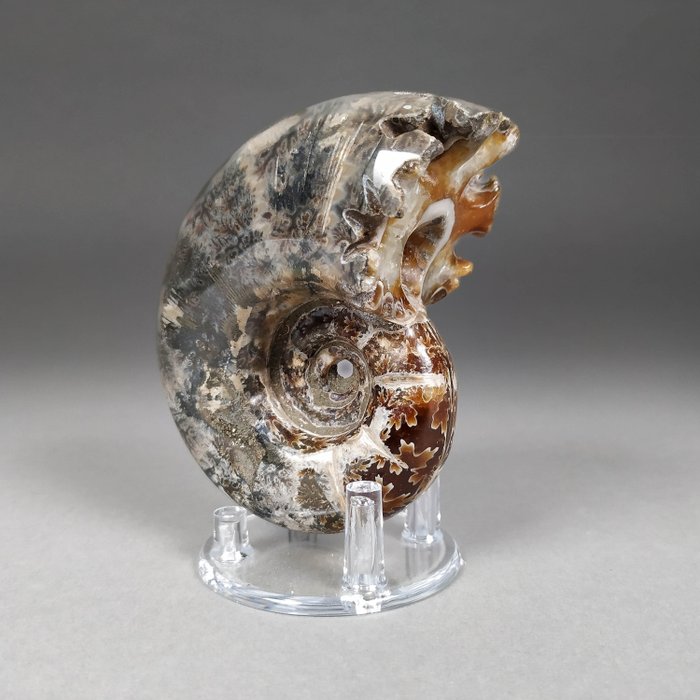Ammonite - Guscio fossilizzato - Phylloceras sp. - 8.3 cm - 6.2 cm  (Senza Prezzo di Riserva)