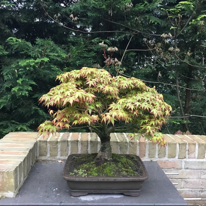 Japanese maple bonsai (Acer palmatum) - Höjd (träd): 47 cm - Djup (träd): 40 cm - Japan
