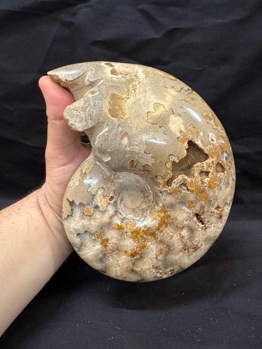 拋光菊石 - 動物化石 - Ammonite - 19 cm - 15 cm  (沒有保留價)