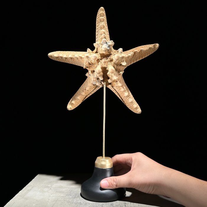 NO RESERVE PRICE - Starfish on stand - Sea shell - Asteroidea  (No Reserve Price)