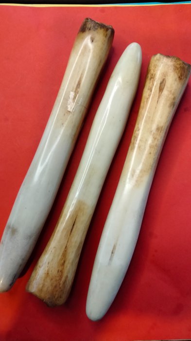 Trio of Walrus Teeth - antikke eksemplarer - Støttann bein - Odobenus rosmarus - 3 cm - 3.5 cm - 23 cm- CITES Vedlegg III - Vedlegg B i EU -  (3)