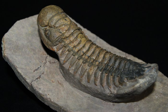 Alta qualità - Animale fossilizzato - Crotalocephalus Gibbus