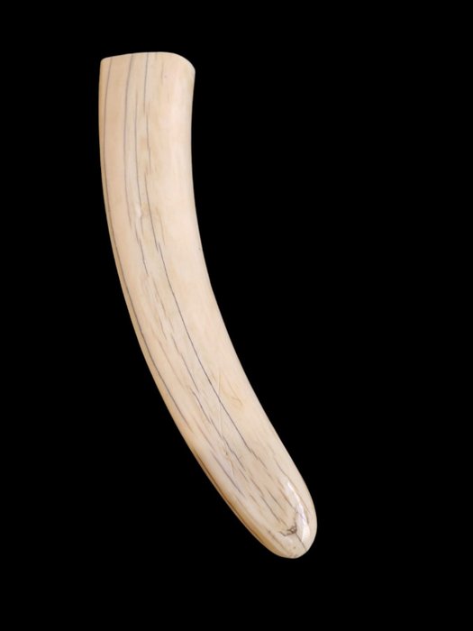 海象 牙齒 - Odobenus rosamrus - 280 mm - 52 mm - 31 mm- CITES 附件3 - 歐盟內附件B