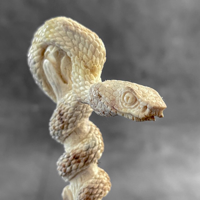 Utskjæring, NO RESERVE PRICE - A Snake carving from a deer antler on a custom stand - 16 cm - Hjortegevir - 2024
