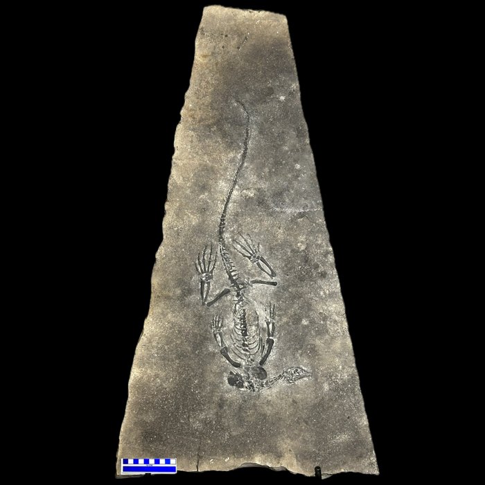 Reptile marin - Squelette fossile - Barasaurus besairiei - 89 cm - 50 cm