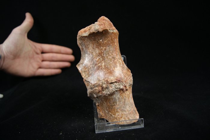 Dinosauro - Osso vertebrale fossile - Spinosaurus aegyptiacus - 15.5 cm
