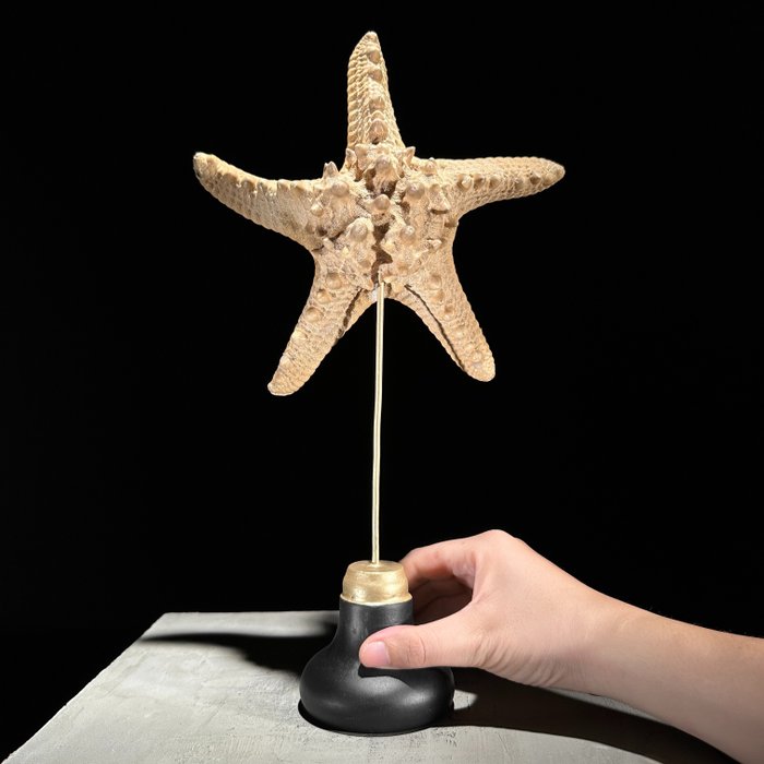 SEM PREÇO DE RESERVA - Linda estrela do mar em um suporte personalizado Concha do mar - Asteroidea  (Sem preço de reserva)