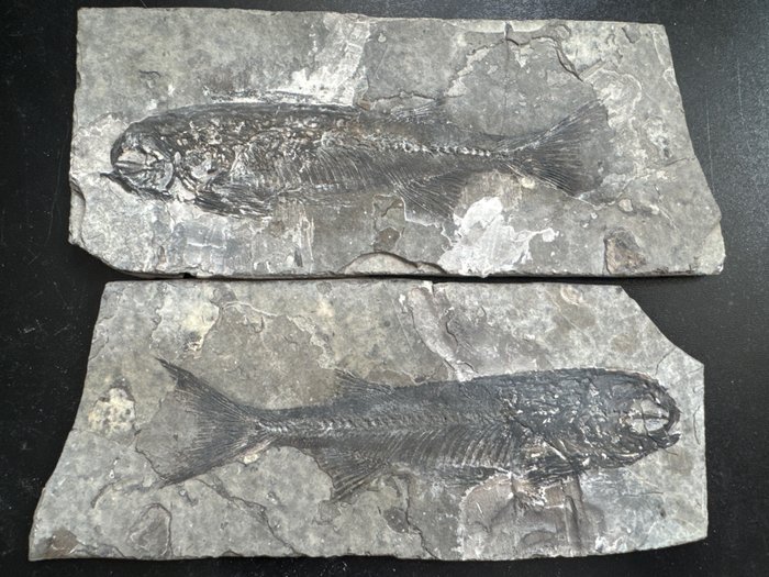 pez fósil - Animal fosilizado - Une paire de fossile Lycoptera muroii-18.5x7.5x0.5cm - 18.5 cm - 7.5 cm  (Sin Precio de Reserva)