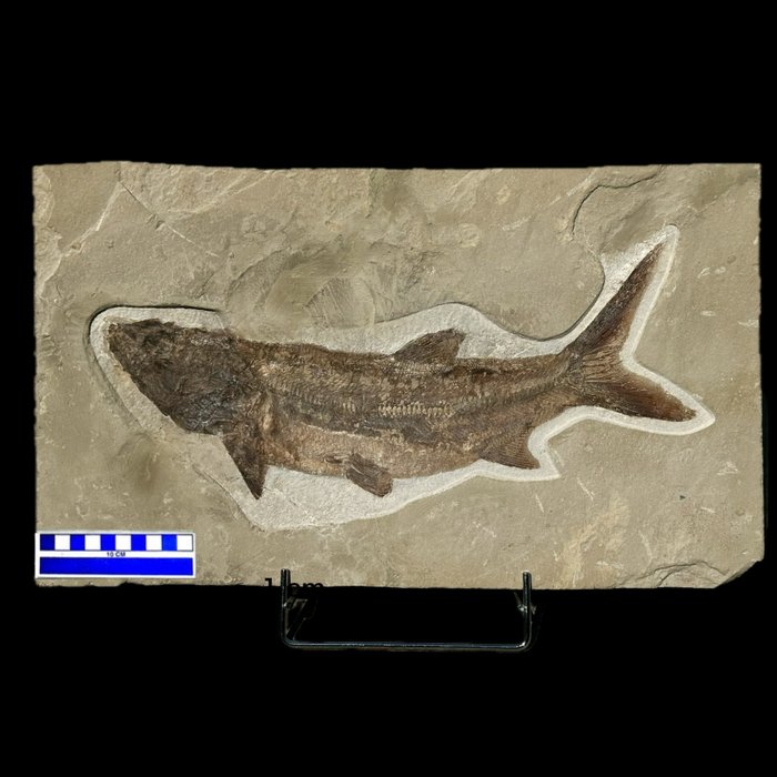Pește - Schelet fosilă - Ornategulum sardinioides - 48 cm - 28 cm