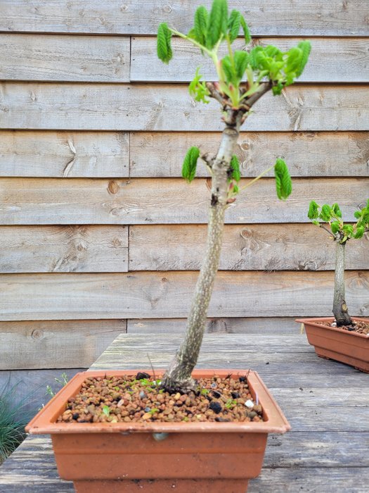 paarden kastanje bonsai in prachtige schaal - Hoogte (boom): 38 cm - Diepte (boom): 15 cm - Nederland