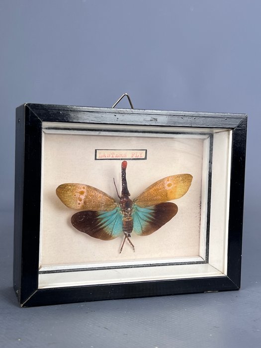 Latarniowy Motyl Ścienny eksponat taksydermiczny - Pyrops Detani - 11 cm - 13 cm - 3 cm