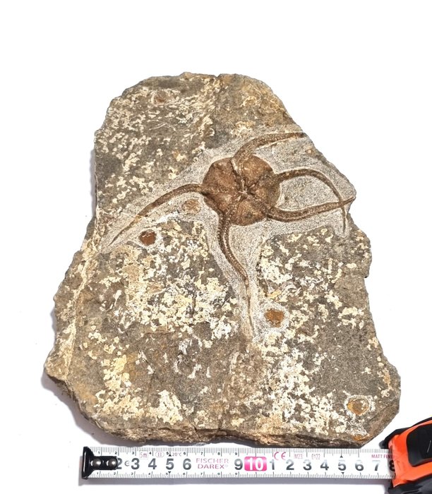 Slangestjerne - Fossil masseuddøen plade - Ophiura sp.  (Ingen mindstepris)