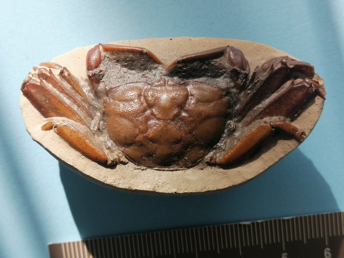 Caranguejo fóssil, Yangjiang - Carapaça fóssil - 6 cm - 3.2 cm