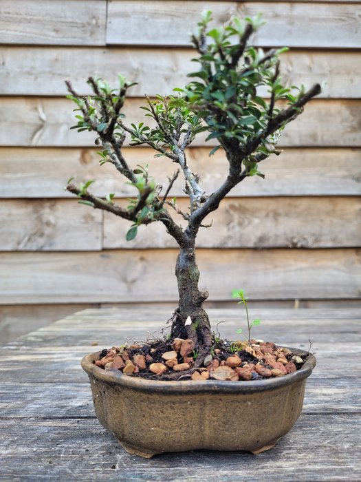 Zwergmispel (Cotoneaster bonsai) - Höhe (Baum): 17 cm - Tiefe (Baum): 12 cm - Niederlande