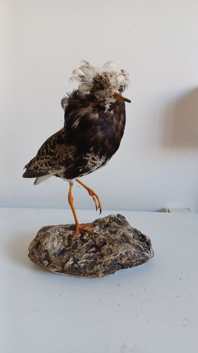 Kampfågel i klänning Taxidermi - helmontering - Calidris pugnax - 25 cm - 12 cm - 18 cm