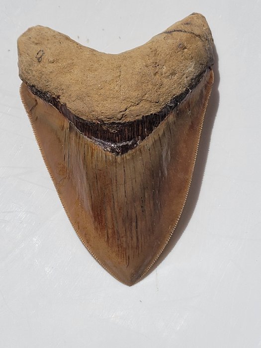 巨齿鲨 - 牙齿化石 - 12.6 cm - 8.8 cm