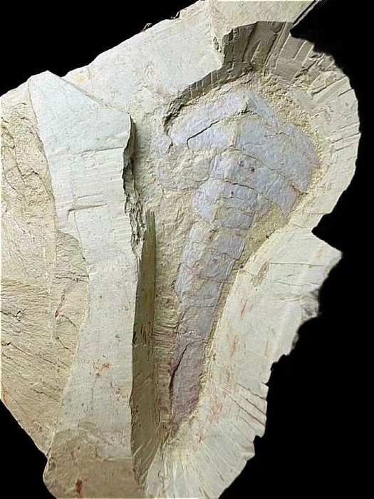 Ein besonderes Geschöpf - Tierfossil - Guangweicaris - 12.5 cm