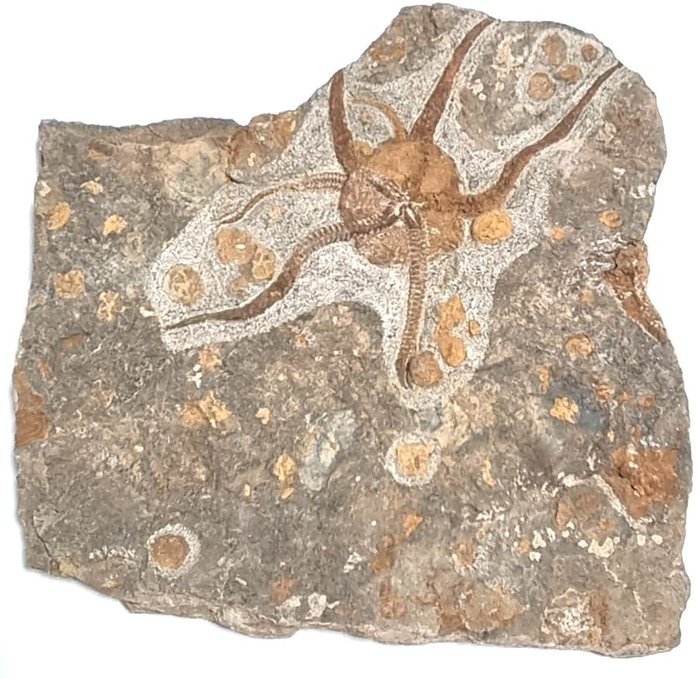 Schlangenstern - Fossile Sterblichkeitsplatte - Ophiura sp.  (Ohne Mindestpreis)