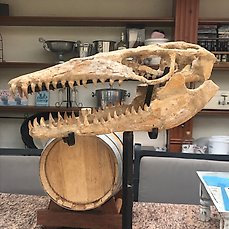Dinosaurus – Fossiel skelet – 16 cm – 16 cm