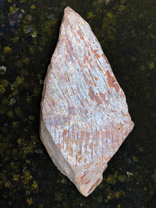 魚 - 化石碎片