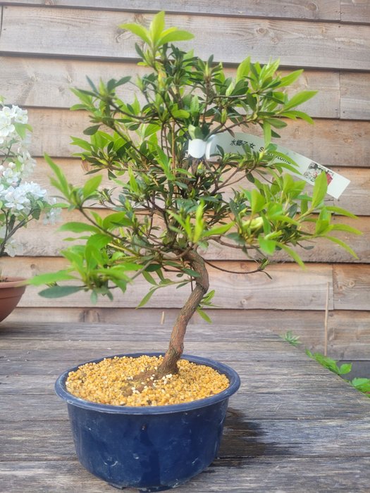Azalee-Bonsai (Rhododendron) - Höhe (Baum): 27 cm - Tiefe (Baum): 20 cm - Japan
