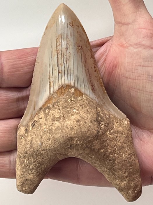 Megalodon tand 12,0 cm - Fossiele tand - Carcharocles megalodon