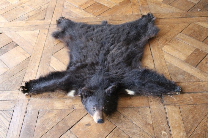Urso negro Corpo inteiro embalsamado - Ursus americanus - 14 cm - 120 cm - 130 cm - CITES Apêndice II - Anexo B na UE - 1